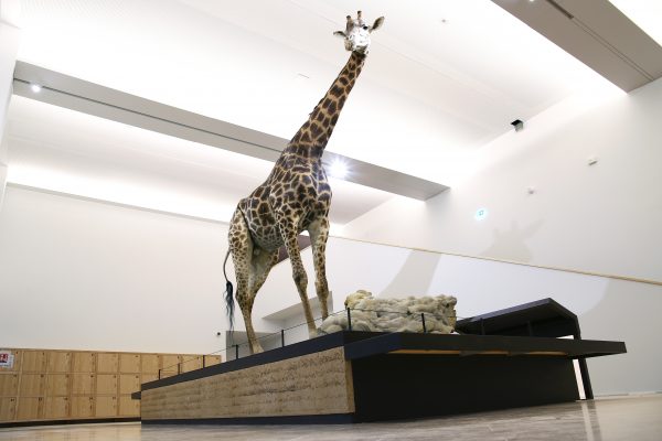 奥尔良生物多样性与环境博物馆生土展示台项目丨法国奥尔良-28