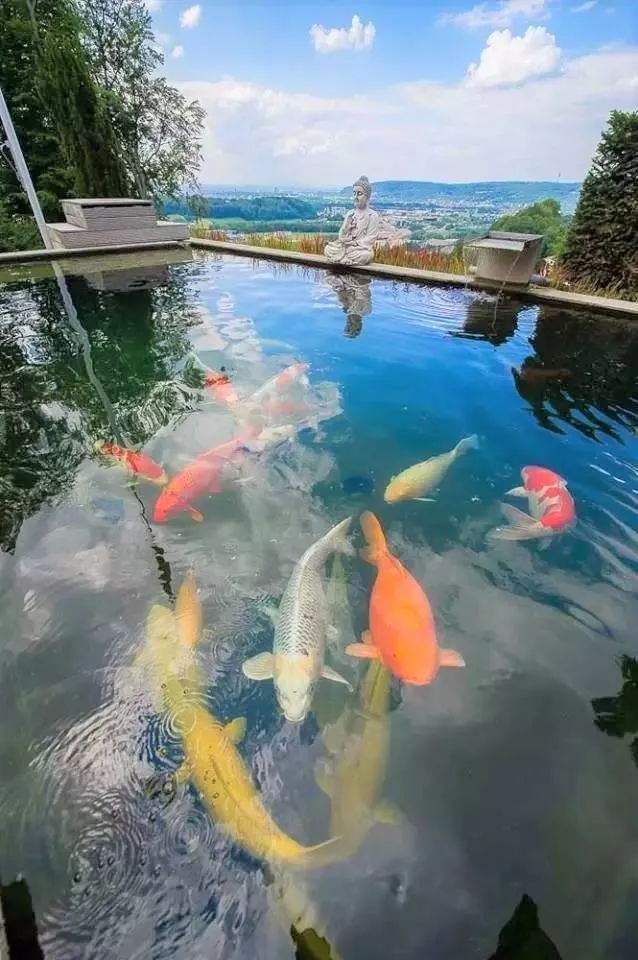 花式养鱼-12