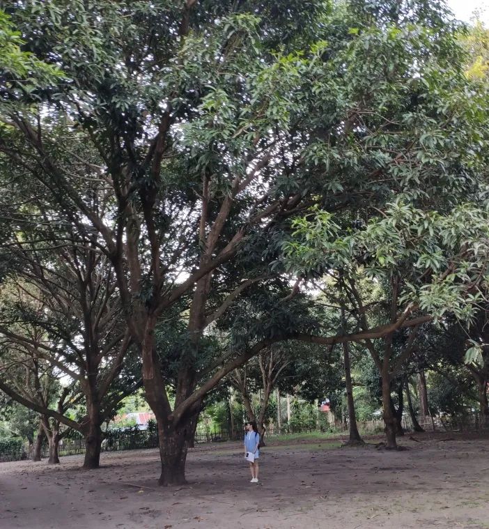 热带岛屿上的 56 棵树 | 场地密码解读与建筑设计-25