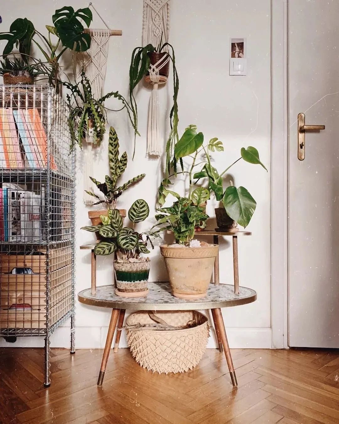 绿植搭配室内设计，打造自然家居之美-5