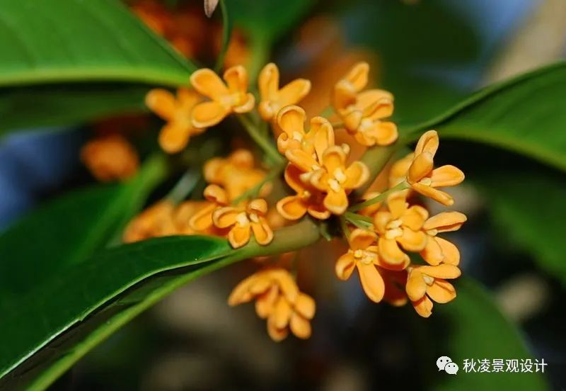 园林文化——寓意解析 | 四君子、花王与雪中四友-219