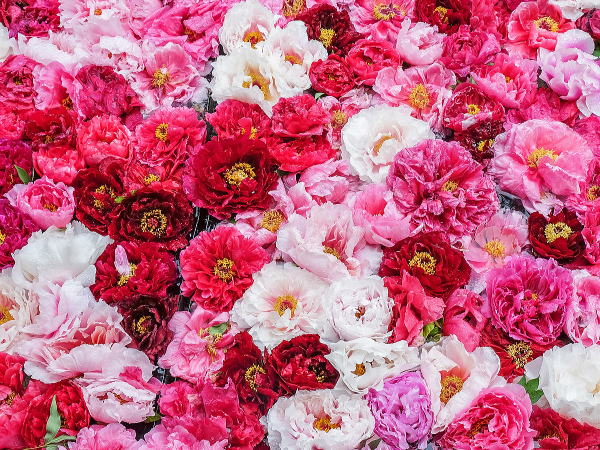 由志園丨中国松江-9