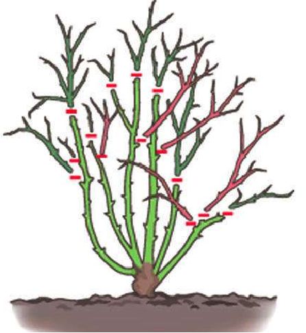 春季花园维护攻略，打造美丽庭院-13