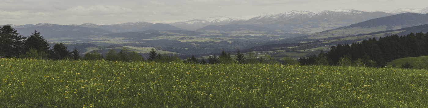 绿色植物；草木；绿色植被-4