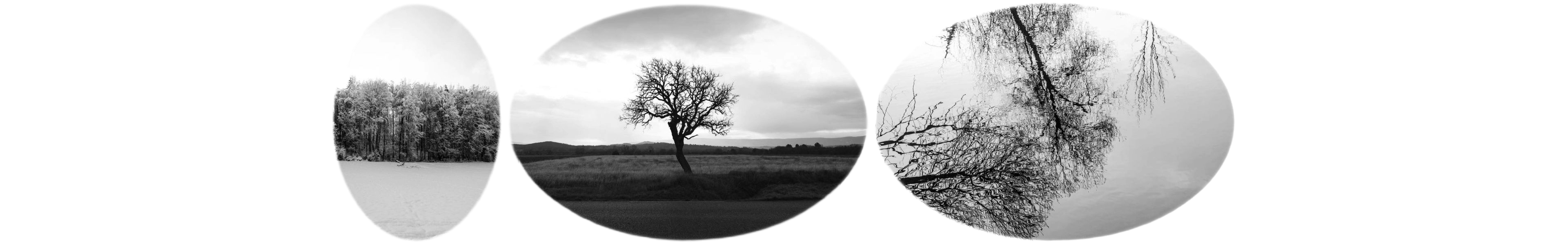 世界上的树木丨Sylvie D.-213