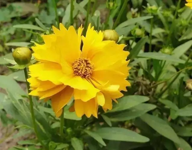 花境设计常用 60 种植物，让花园变得绚丽多彩-78