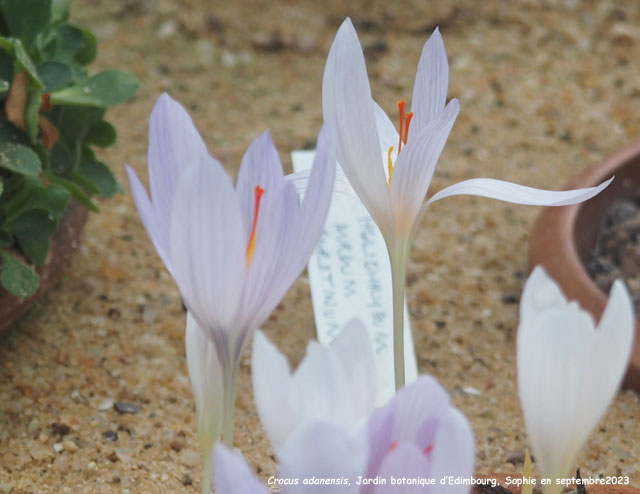 爱丁堡高山植物园丨英国爱丁堡-44