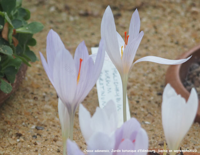 爱丁堡高山植物园丨英国爱丁堡-44