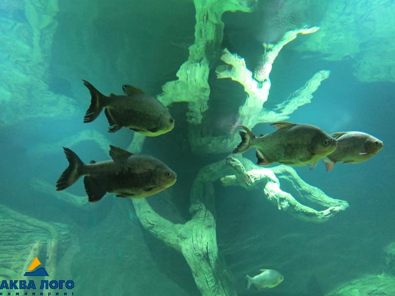 ТРЦ РИО海洋馆丨俄罗斯莫斯科丨Аква Лого инжиниринг-25