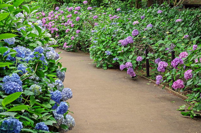 本土寺庭园等景观-18