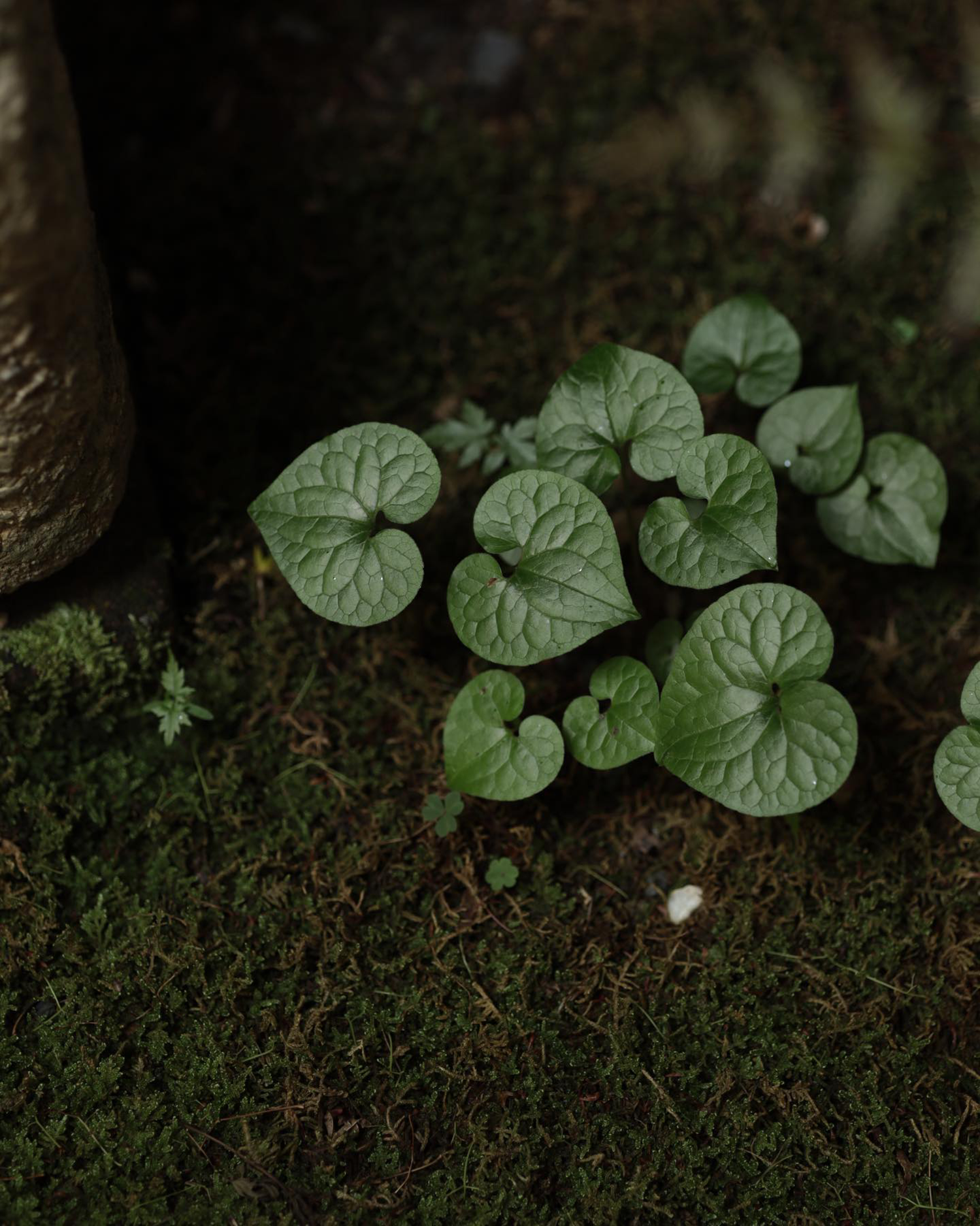 Hibi 民宿丨日本京都-19