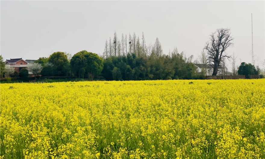 境作|恋“练”春光,“宝藏”踏青地:青浦徐练村,有多好逛?-62