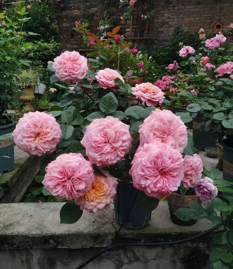 她花了4年，用月季，铁线莲，绣球把农村破败的小院打造成了花海，惊艳了时光-42