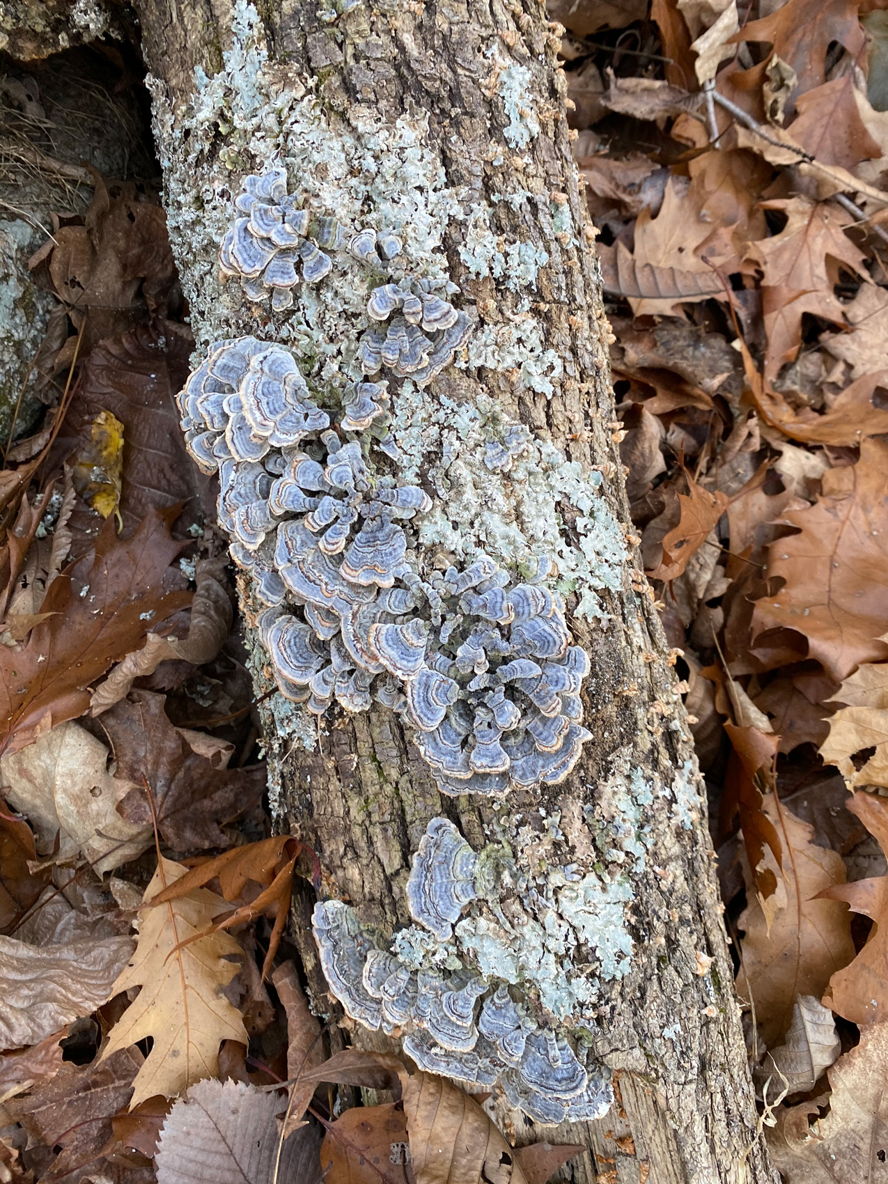 WATERSHED HOUSE MICHAEL K CHEN-12