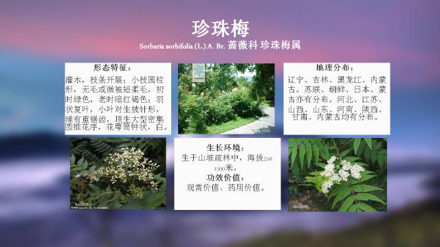 秋凌景观陪伴你学习的第3128天-40