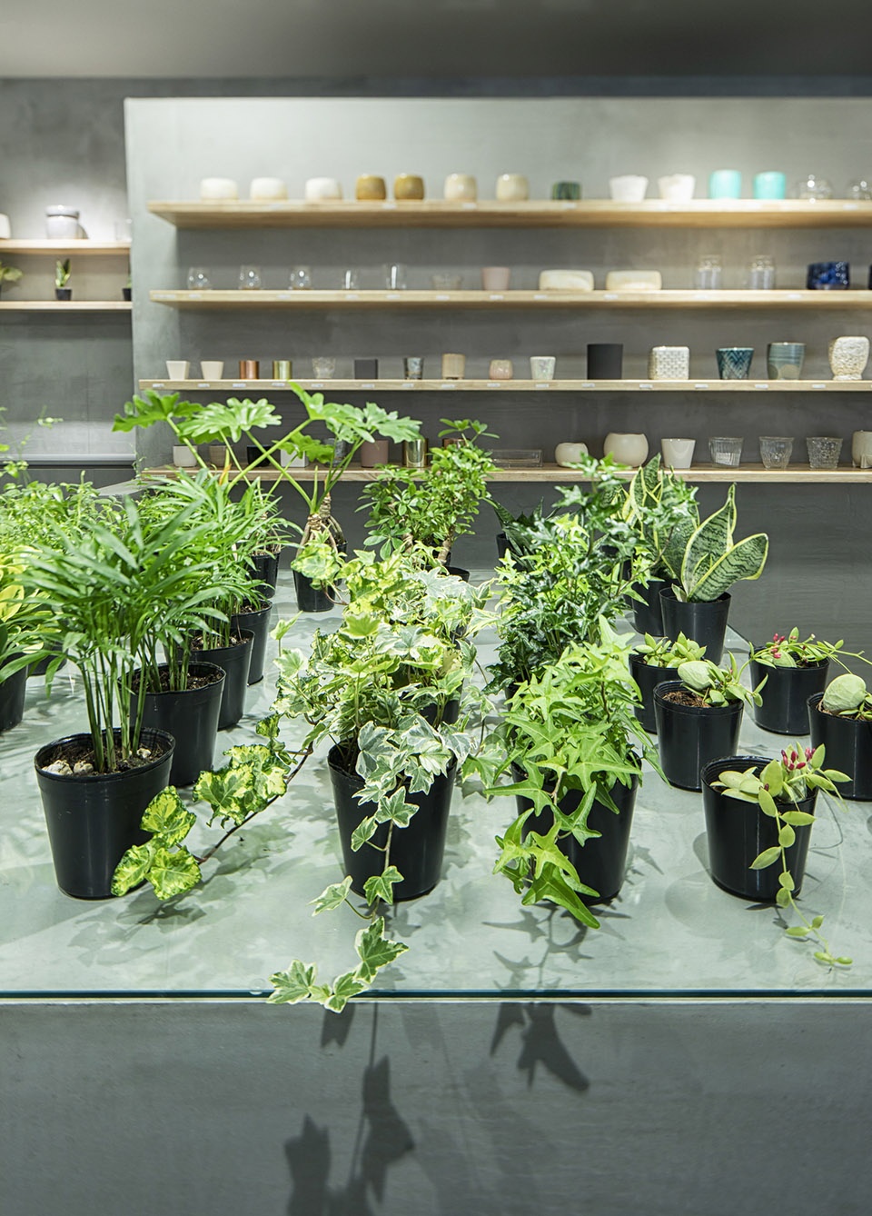 HITOHACHI 盆栽商店-41