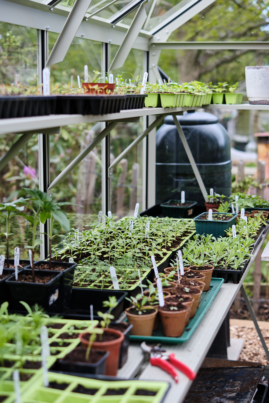 Creating a cottage garden - Lobster and Swan-27