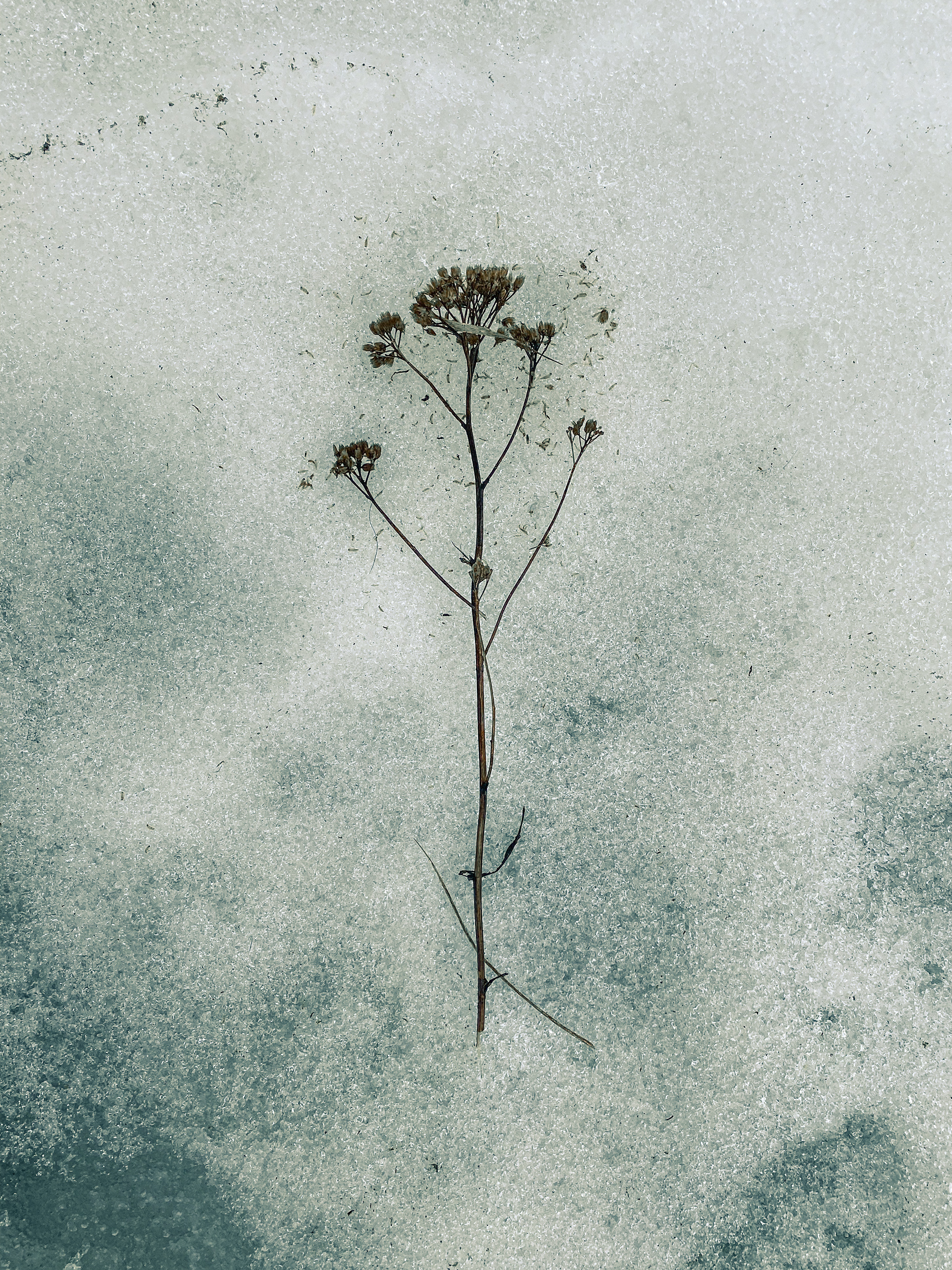 iPhone 11 拍摄的雾景-2