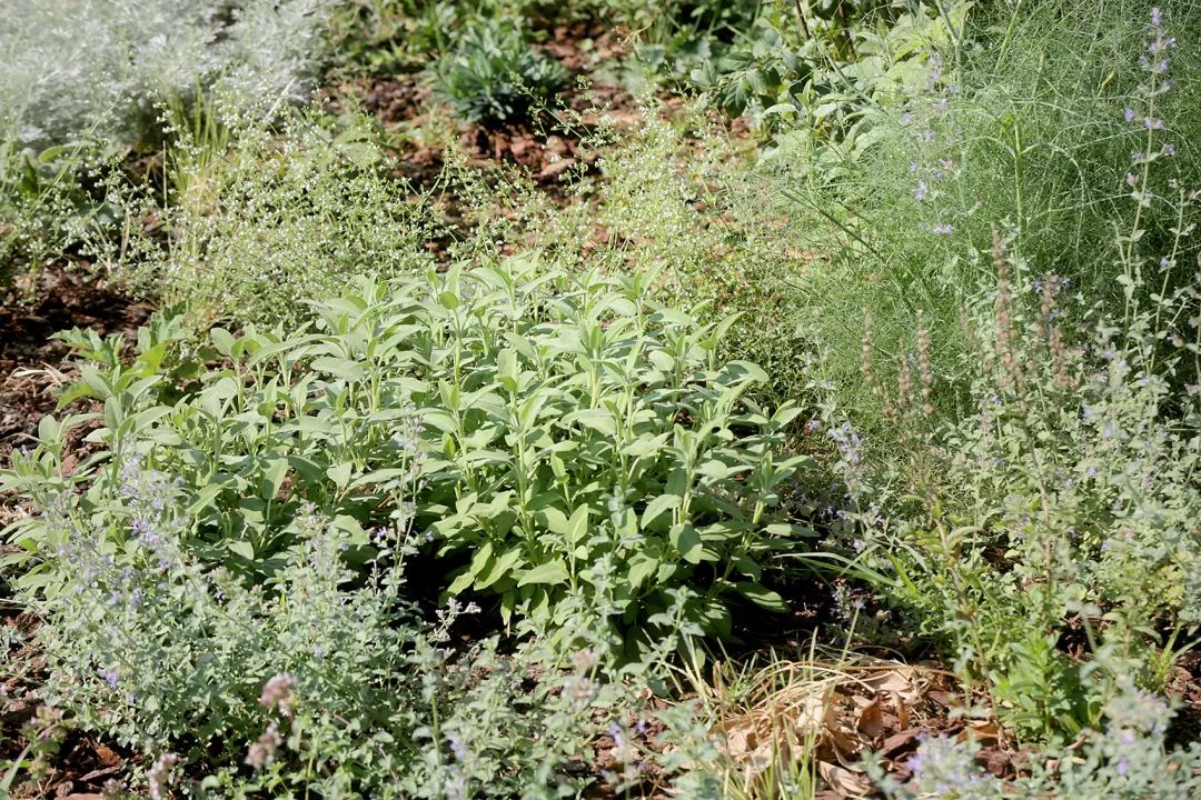 阿尔巴尼亚首都地拉那广场改造，51N4E 打造宽敞步行空间-50