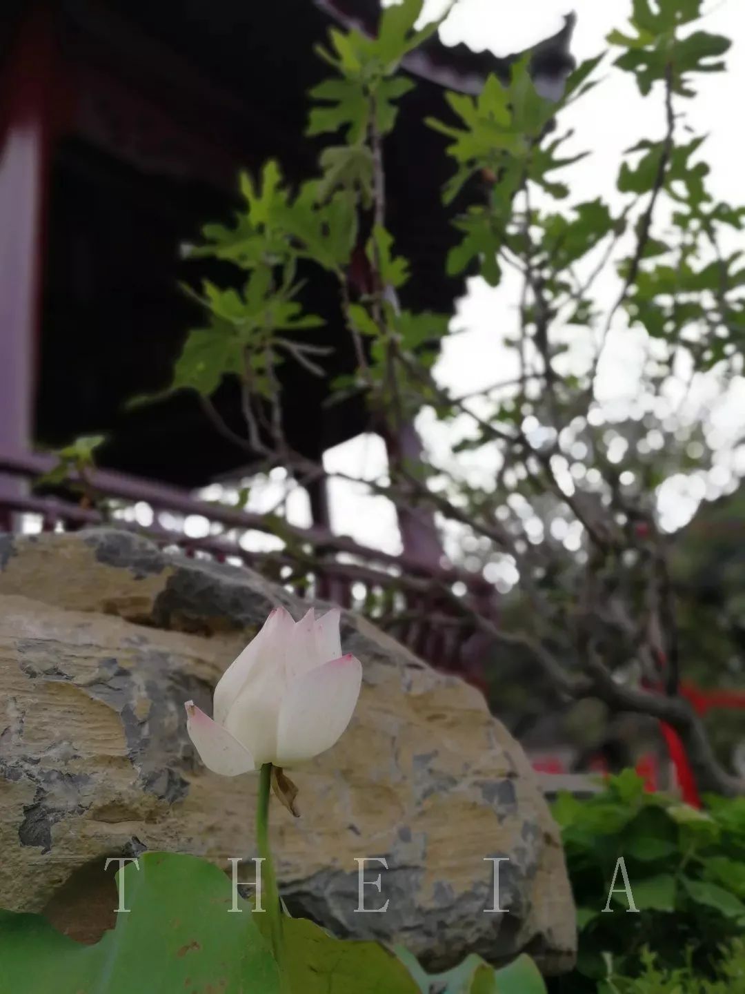 甬上情缘 | 十里红妆的园林艺术-77