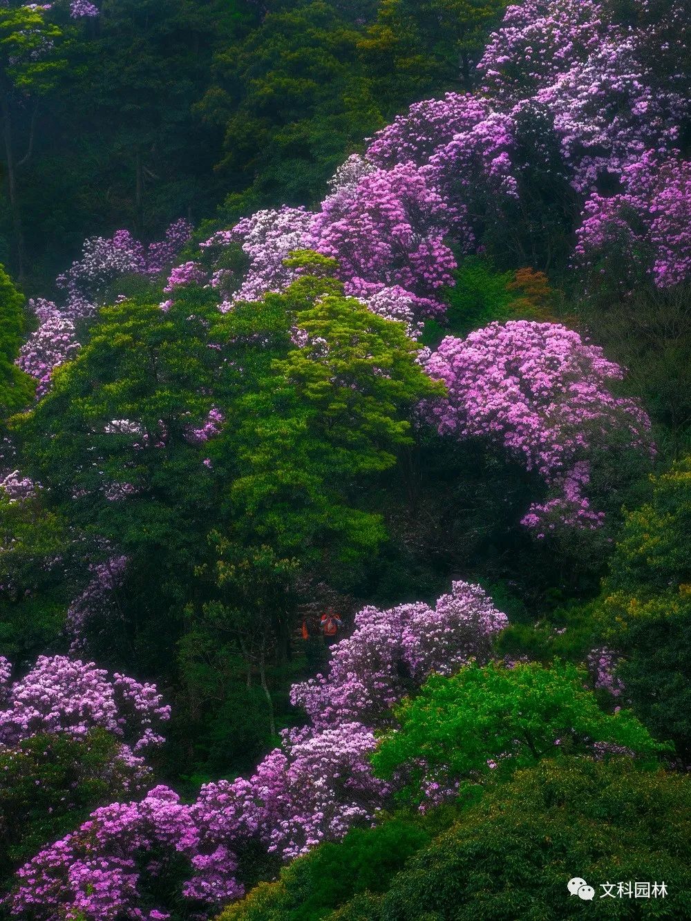 深圳市梧桐山第六届毛棉杜鹃花会景观设计丨中国深圳丨文科园林-2