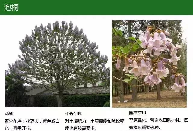 全方位植物设计课程，实战训练，案例示范，作业一对一指导-10