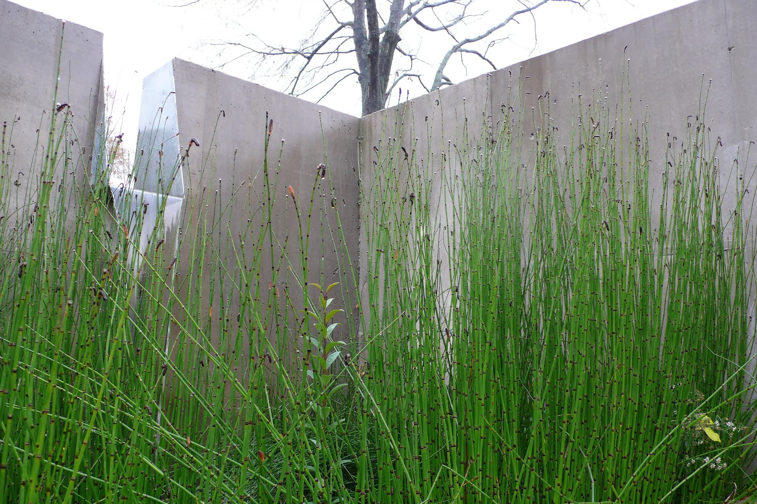 埃弗里特大学雨水庭院 averett university stormwater court by siteworks studio-11