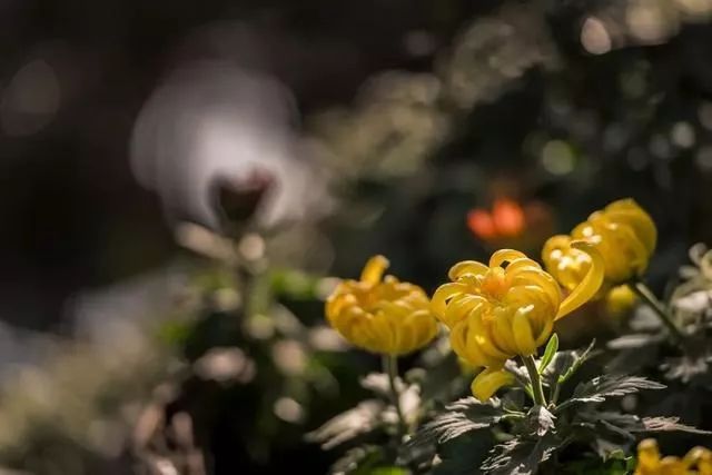 苏州园林秋韵 | 方寸之间见山水-49