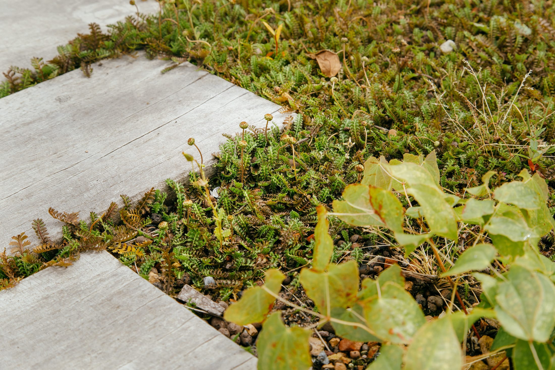 丹麦腓特列斯贝,感官体验治疗屋顶花园-32