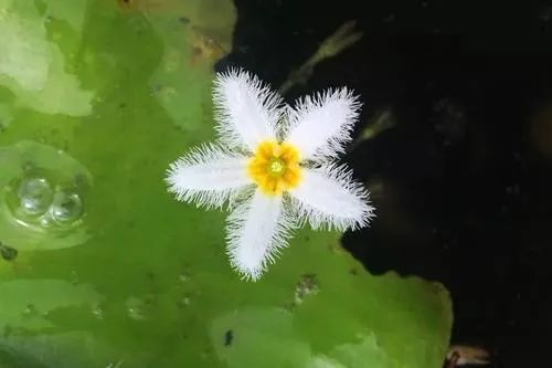 春天里的花海 · 适合种植的花草推荐-36