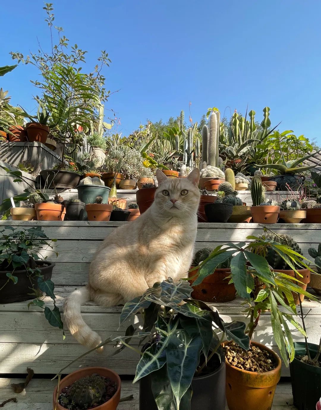 绿意盎然之家 · 北京四合院改造设计丨中国北京-86