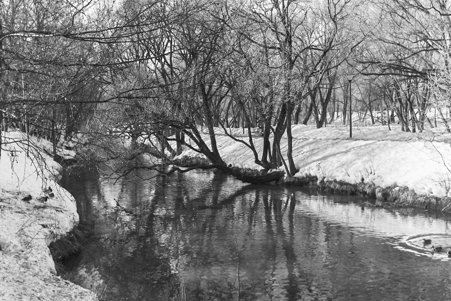 黑白早春绘画系列创作-11