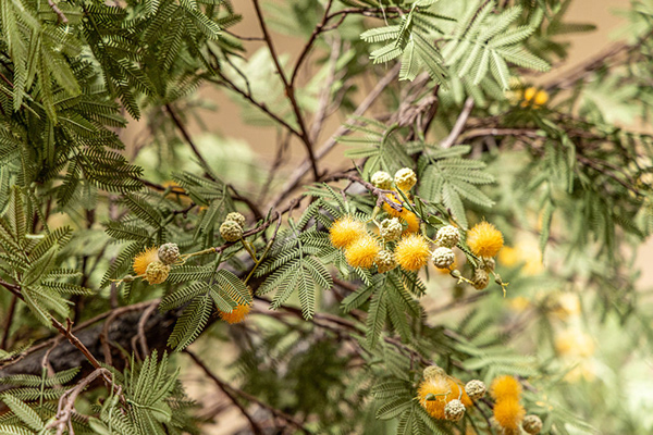 The Meat & Wine Co· Safari餐厅设计丨澳大利亚悉尼-24