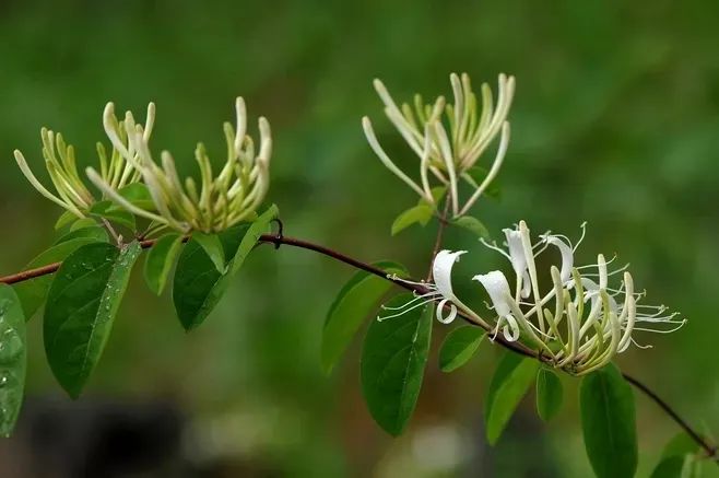 金银花园艺设计 | 品味清热解毒的良药之美-22