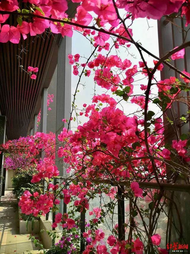 成都 30 层高楼变身“空中花园”,设计亮点一一解读-6