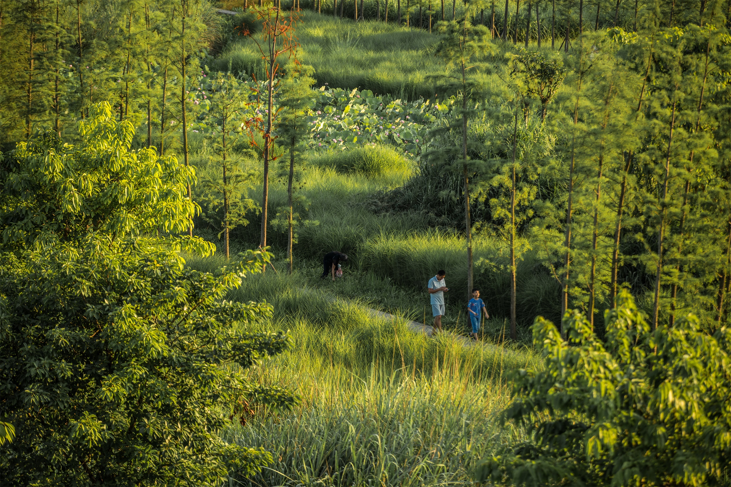 西安雁南公园（二期）丨中国西安丨土人设计（Turenscape）-144