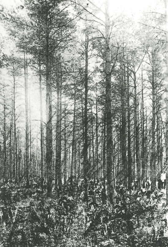 林地公墓(Woodland Cemetery)丨瑞典斯德哥尔摩丨Asplund和Lewerentz-12