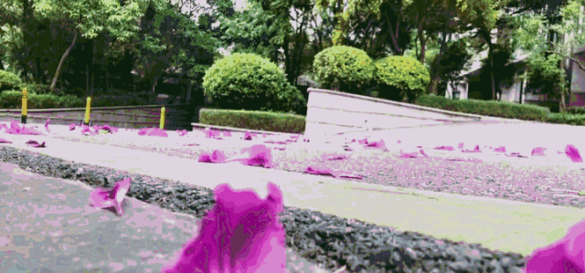 温暖 ENJOY | 从流浪狗到办公室宠儿的感人故事-38