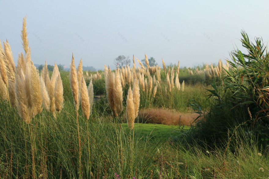 多岛海野草公园丨中国日照丨孔祥伟工作室-58