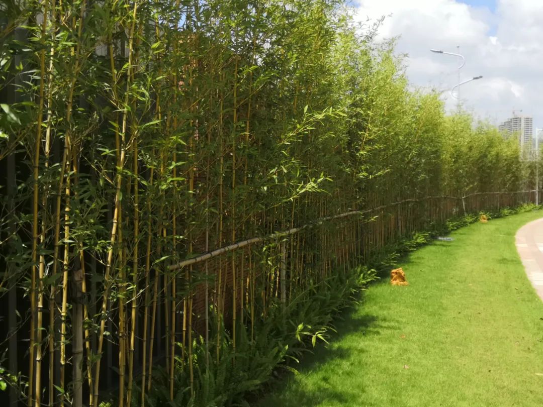 珠海容闳学校 | 生态文化书院的绿色教育空间-57