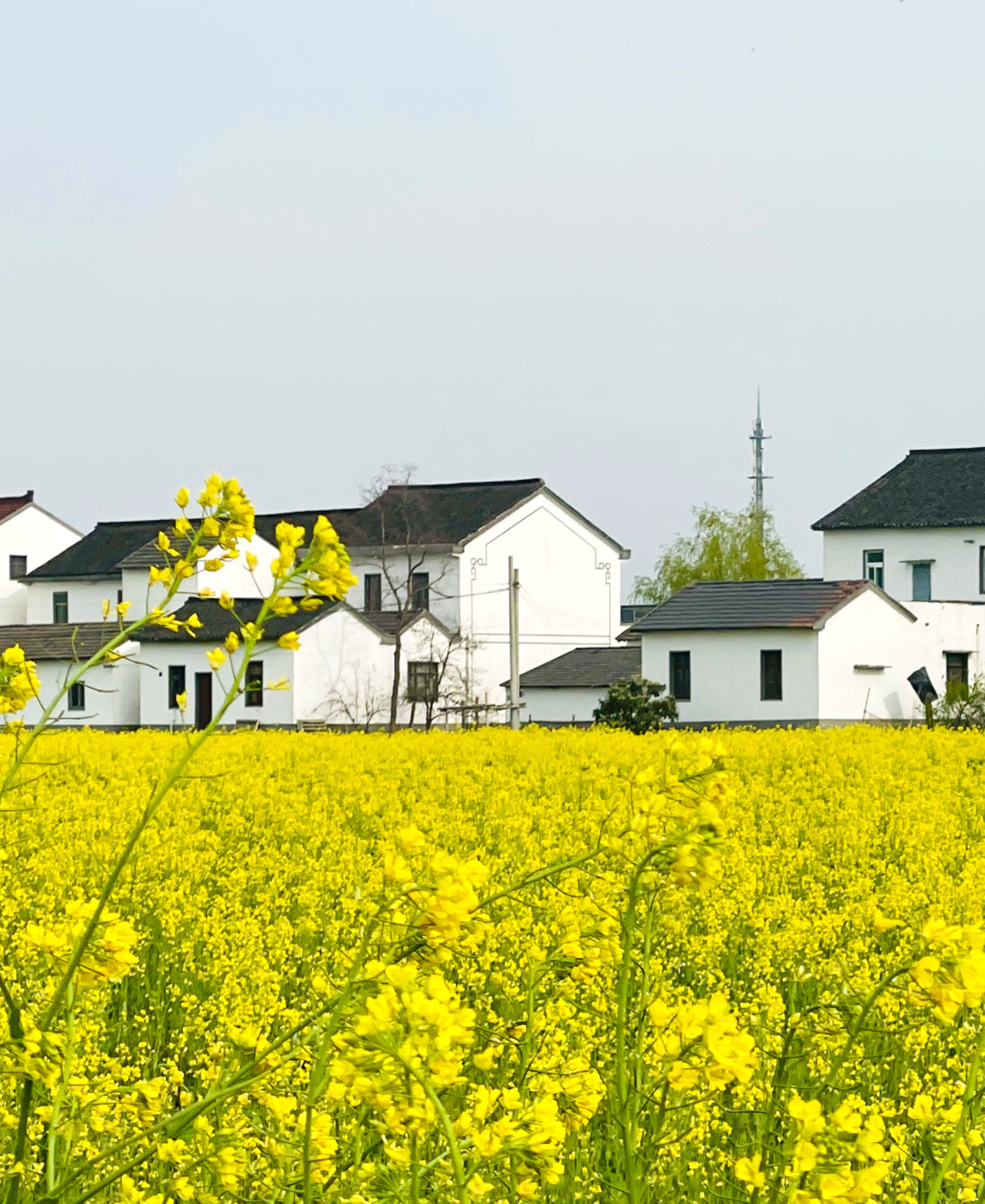 境作|恋“练”春光，“宝藏”踏青地：青浦徐练村，有多好逛？-40