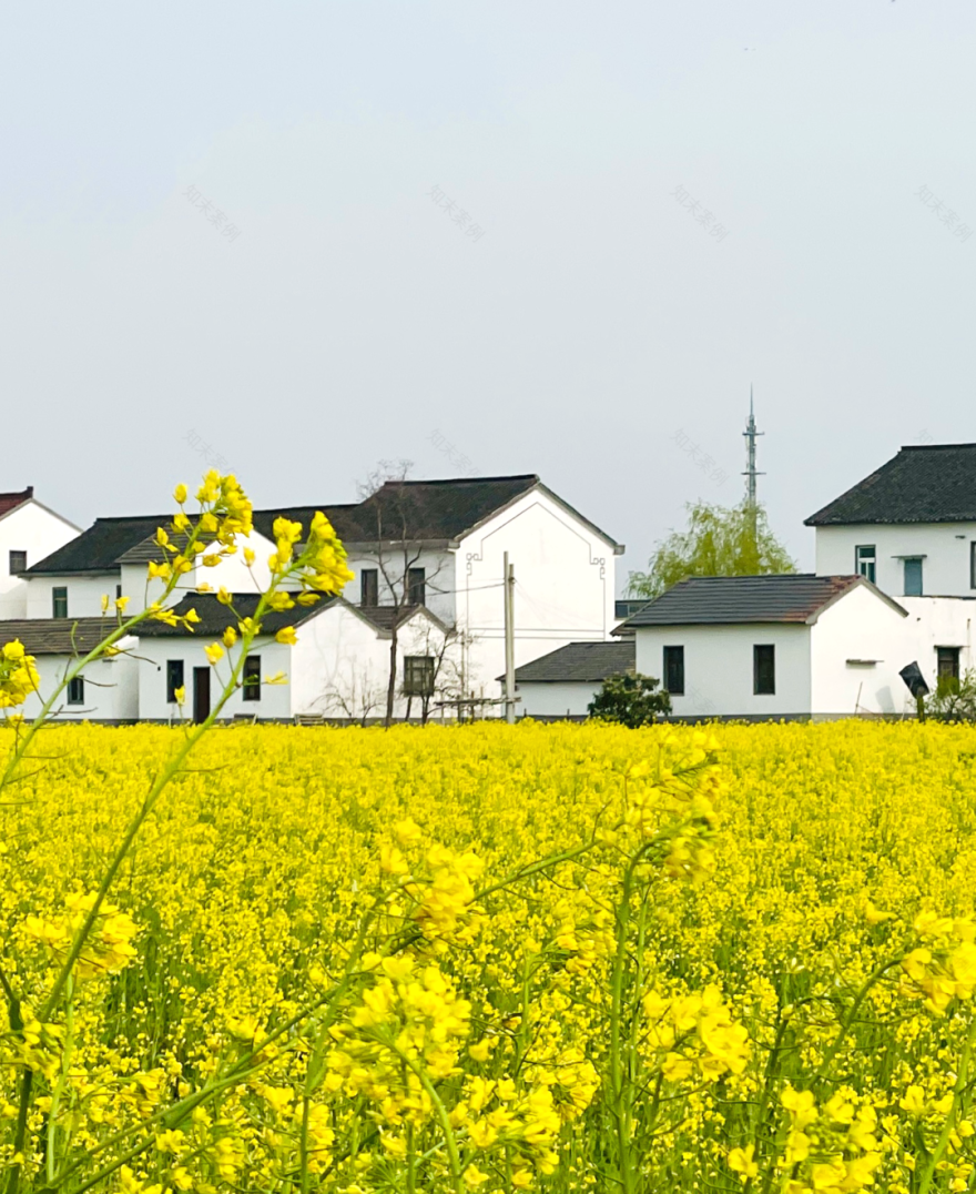 境作|恋“练”春光,“宝藏”踏青地:青浦徐练村,有多好逛?-40