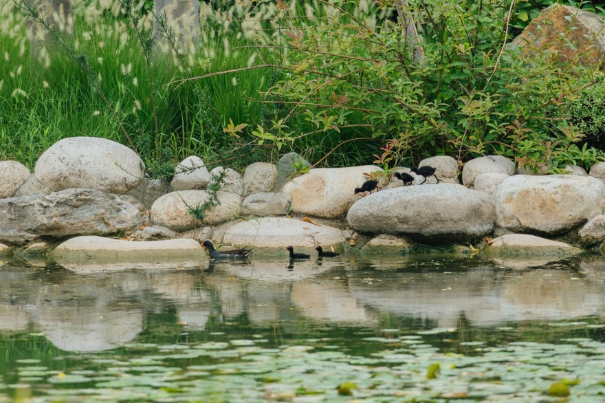 生态西川 · 郑州公园的绿色复兴丨中国郑州丨翰祥景观-50