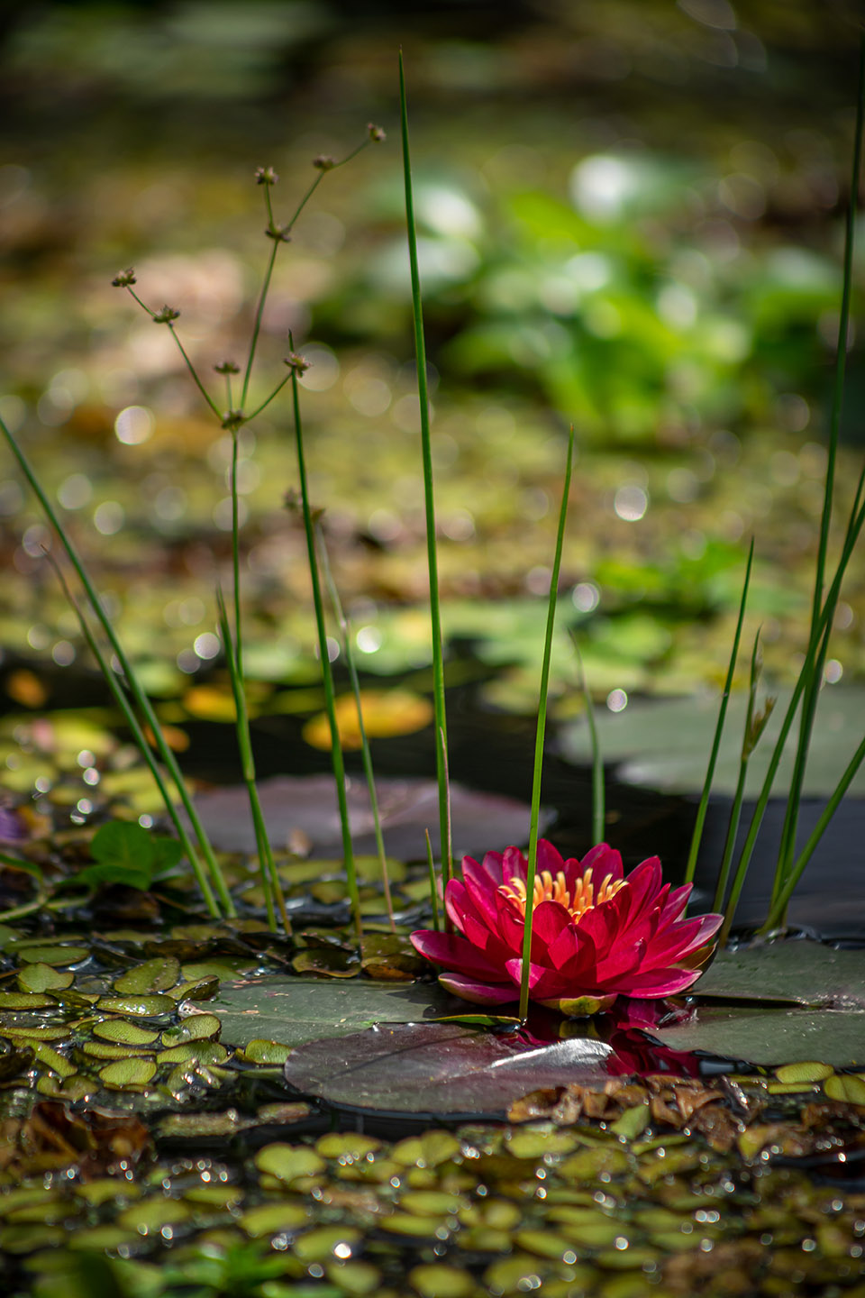 圣菲波哥大热带植物园丨哥伦比亚丨DARP-76