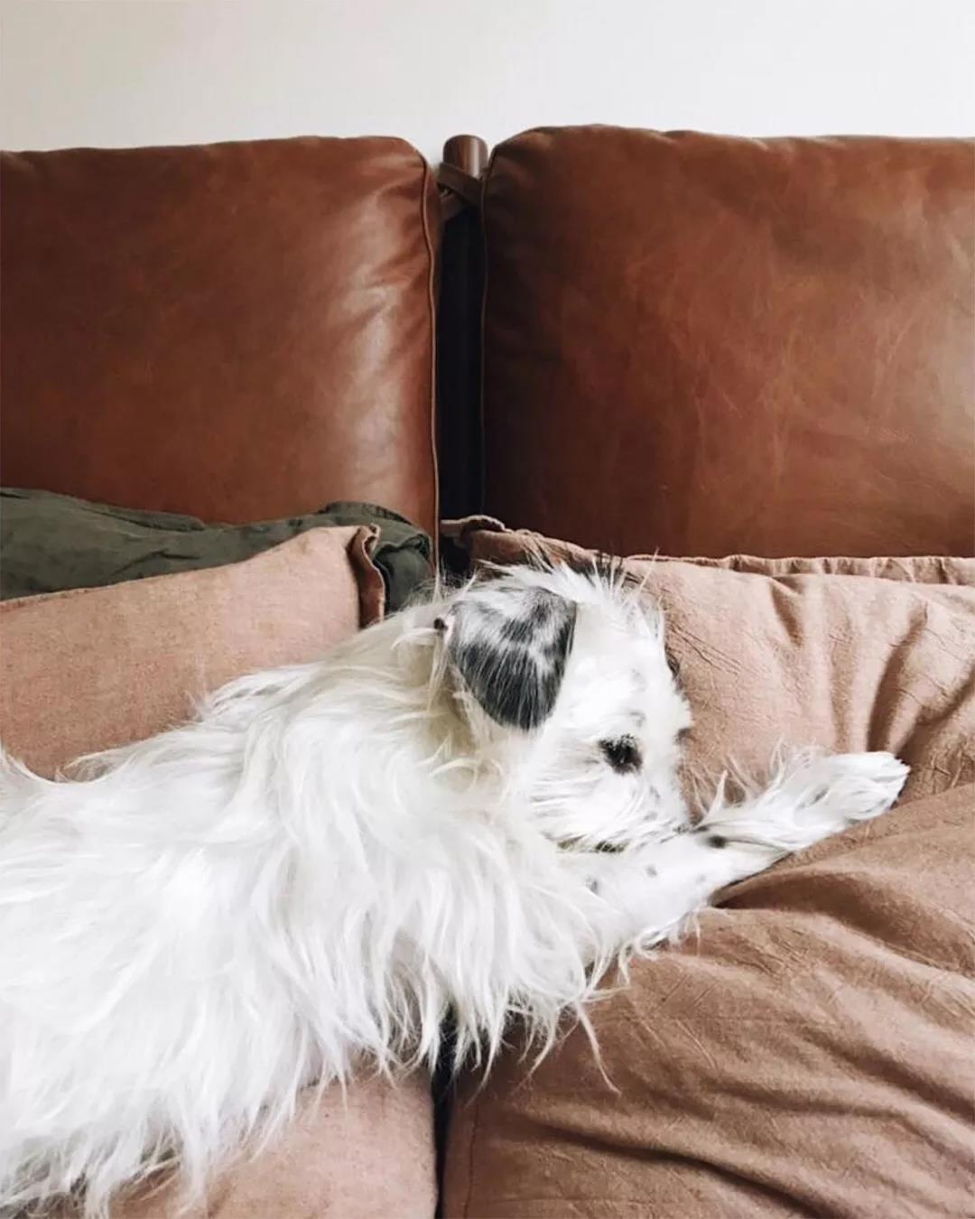 新年准备入驻新主子了？给你复制一份贴心方法-27