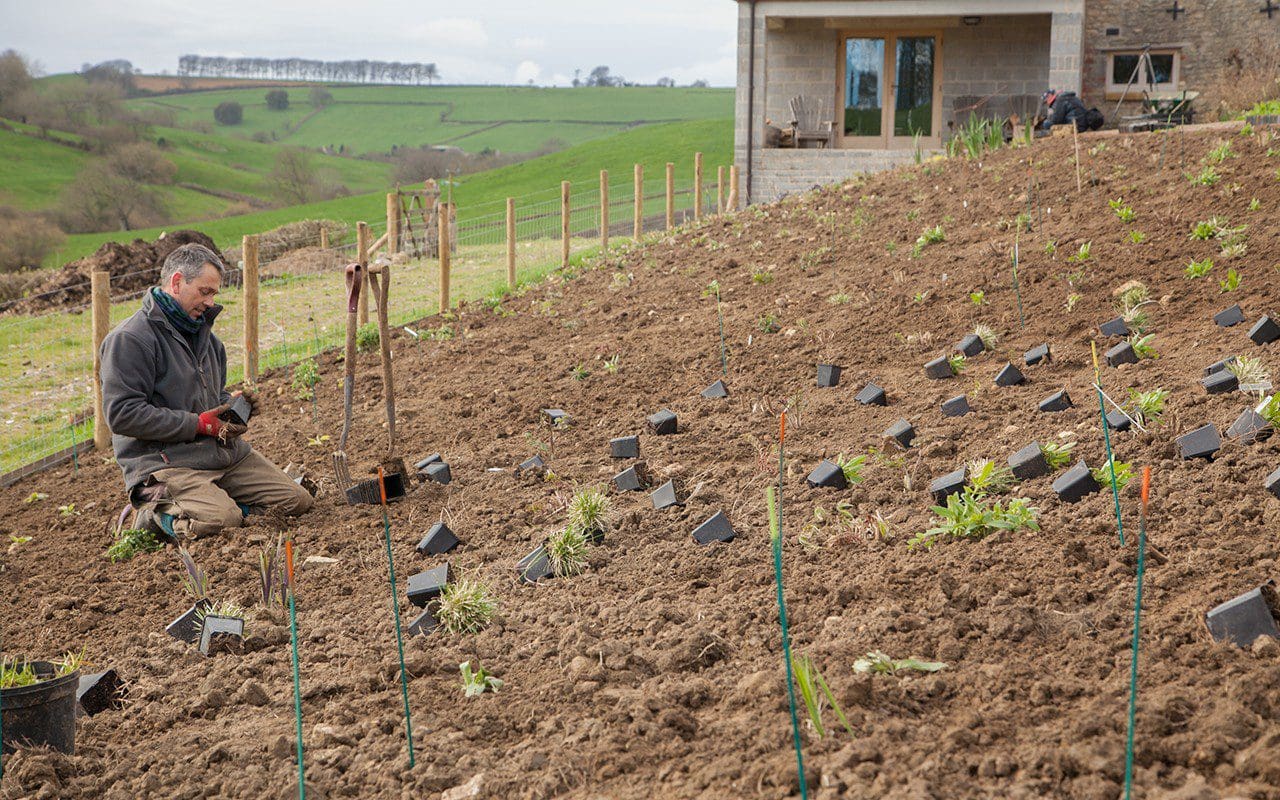 新花园种植项目丨Dan Pearson-33