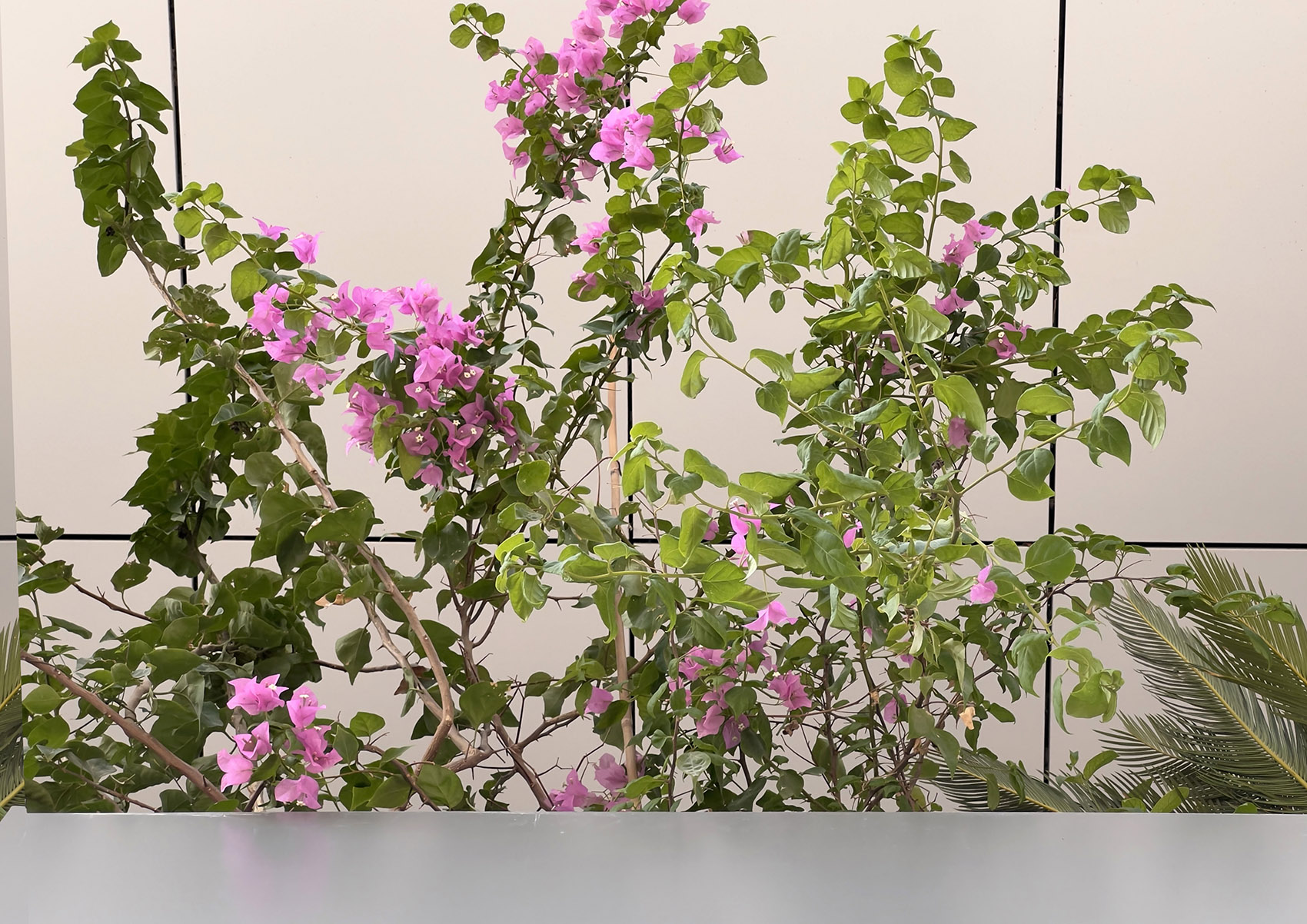 绿色拱门&2020迪拜世博会比利时馆丨阿联酋迪拜-173