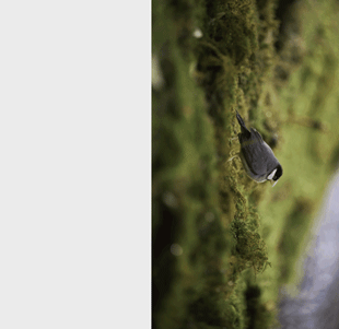 素丘園丨中国四川丨PONE普利策-27