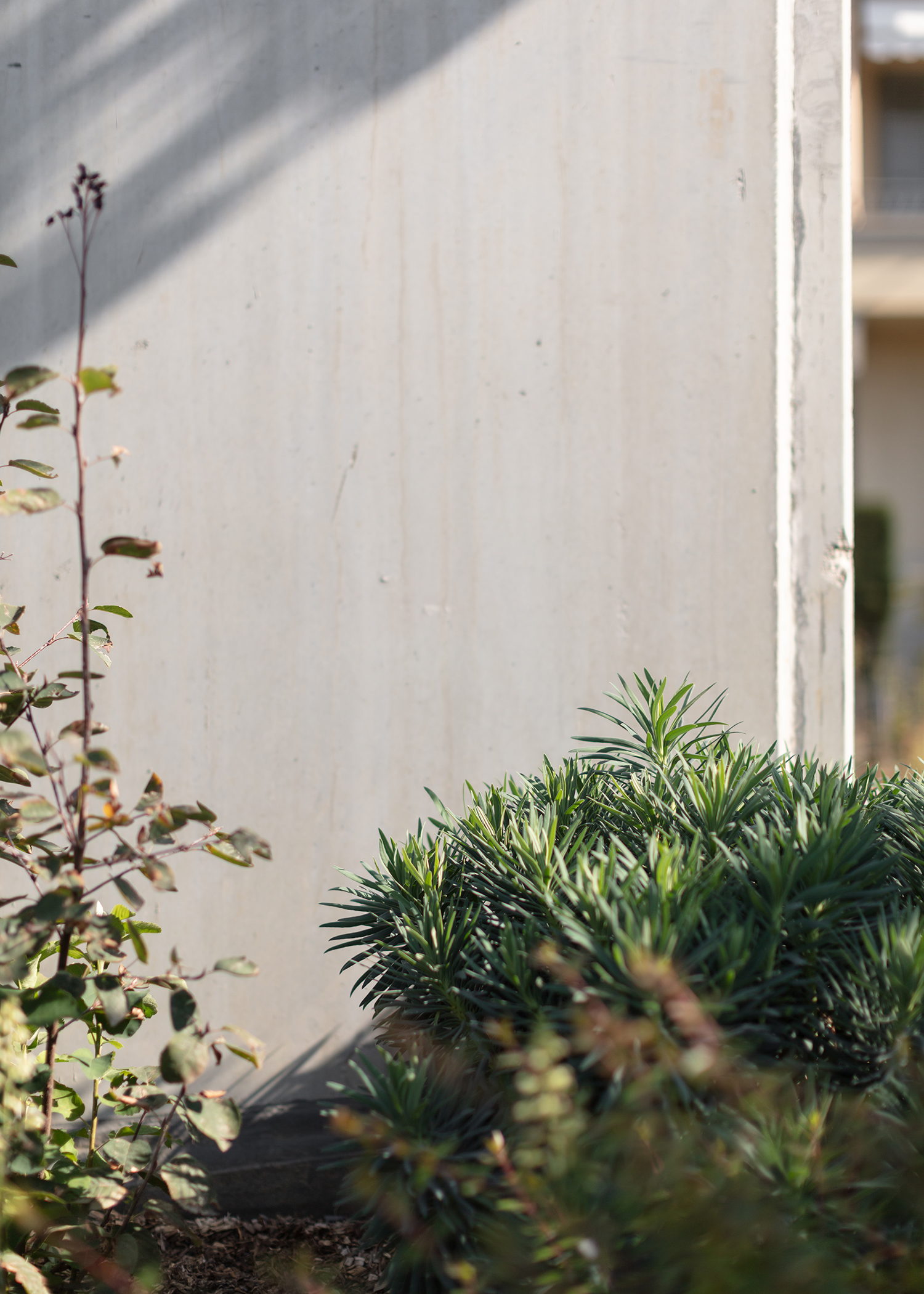 7000 Oaks 与城市生态共生的艺术设计-46