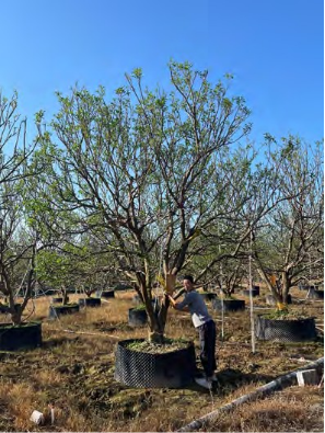 广州中海·左岸澜庭园区丨中国广州丨成都赛肯思创享生活景观设计股份有限公司-69
